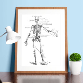 Poster Anatomia médica vegetativa diagrama do esqueleto m