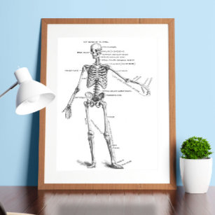 Poster Anatomia médica vegetativa diagrama do esqueleto m