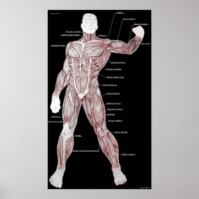 Poster Anatomia muscular (Frente)