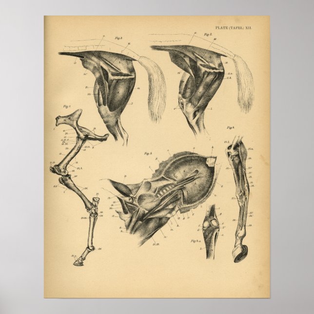 Poster Anatomia muscular da perna do cavalo 1908 Impressã (Frente)