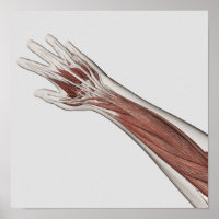 Anatomia Muscular Do Braço Humano E Mão