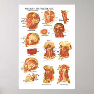 Póster Anatomia muscular do gráfico da face e do pescoço