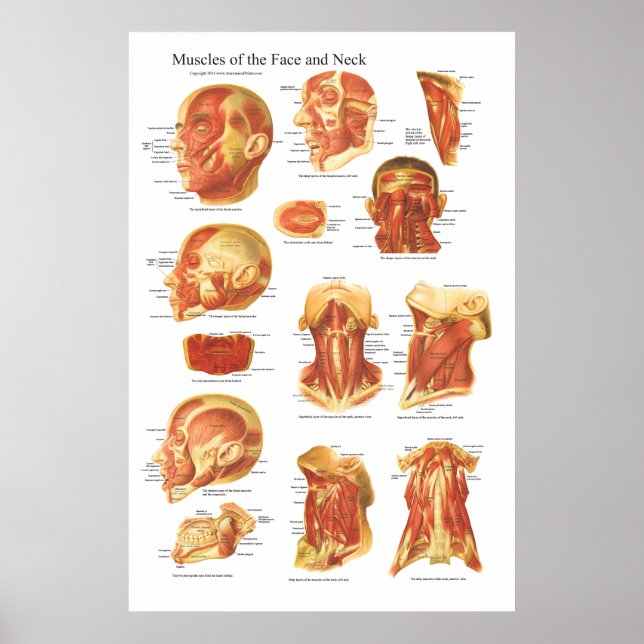 Póster Anatomia muscular do gráfico da face e do pescoço (Frente)