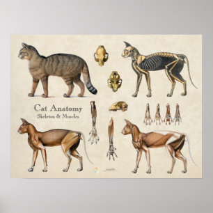 Poster Anatomia Muscular Esquelética de Gato