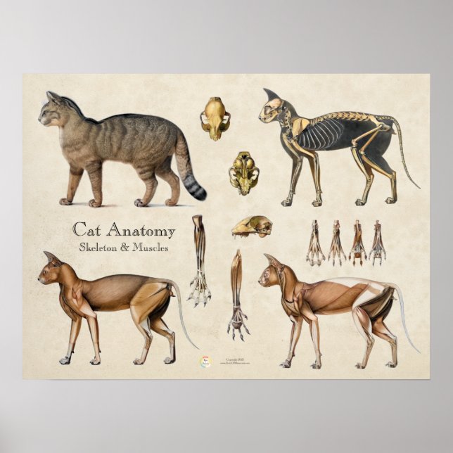 Poster Anatomia Muscular Esquelética de Gato (Frente)
