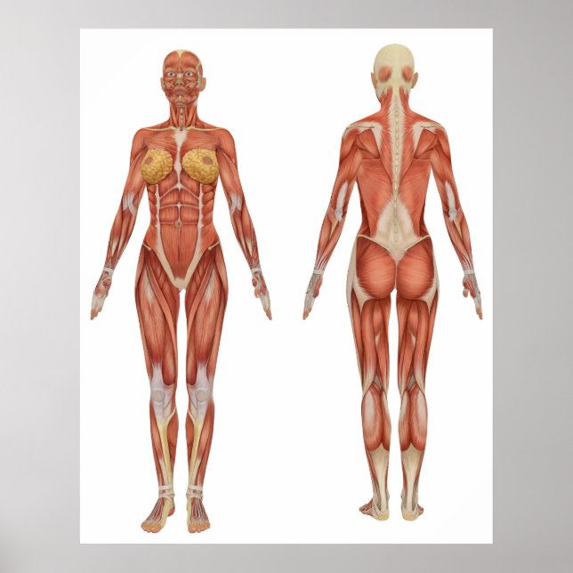 Poster Anatomia muscular feminina Vista frontal e traseir (Frente)