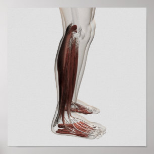 Póster Anatomia Muscular Masculina Das Pernas Humanas, An