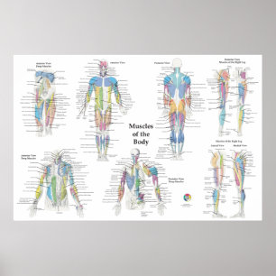Poster Anatomia Muscular Posterior Anterior