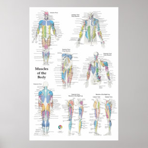 Poster Anatomia Muscular Posterior Anterior