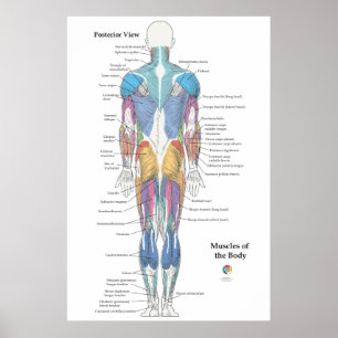 Poster Anatomia Muscular Vista Posterior