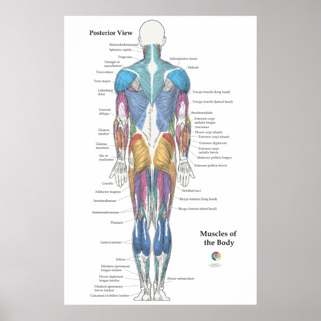 Poster Anatomia Muscular Vista Posterior (Frente)