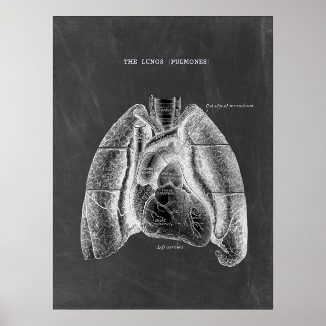 Poster Anatomia pulmonar com estética do quadro chal (Frente)