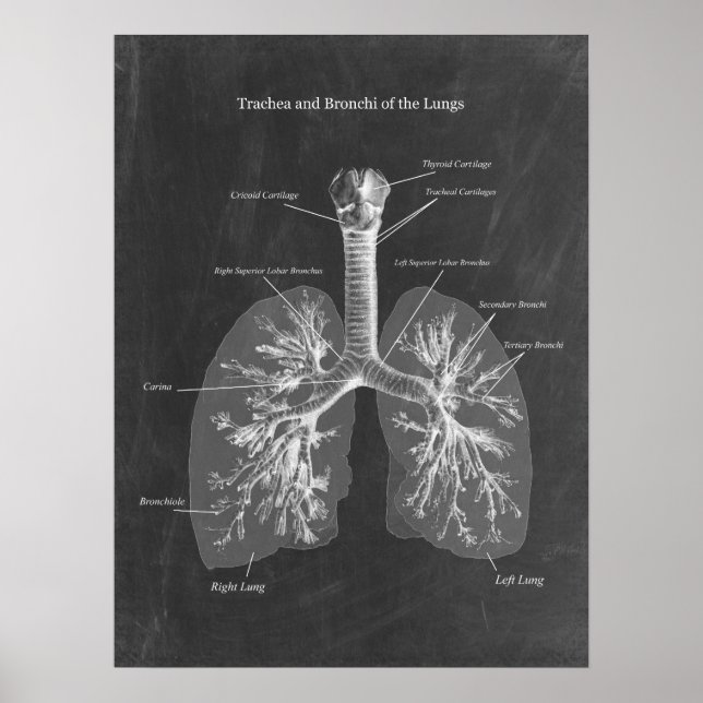 Poster Anatomia pulmonar Trachea e Bronchi (Frente)