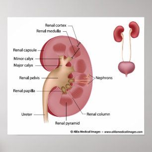 Poster Anatomia renal, diagrama rotulado.