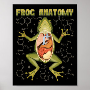 Poster Anatomia sapo Dissecação Biológica Sapo Anatomia A