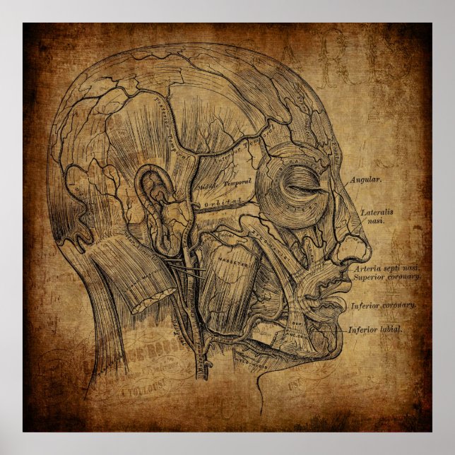 Poster Anatomia Vintage  (Frente)