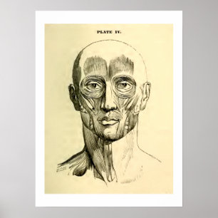 Poster Anatomia Vintage Músculos da face (cerca de 1852