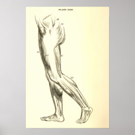 Póster Anatomia Vintage | Músculos das pernas II