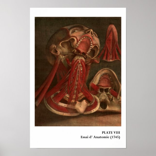 Póster Anatomia Vintage | Pescoço e face (Frente)