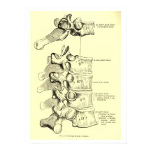 Anatomia Vintage | Vertebrato