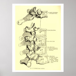 Póster Anatomia Vintage | Vertebrato
