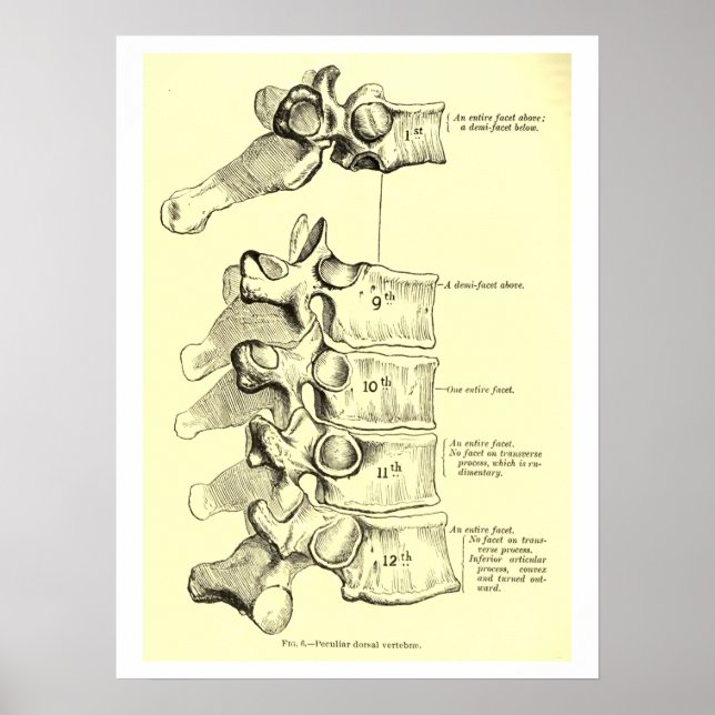 Póster Anatomia Vintage | Vertebrato (Frente)