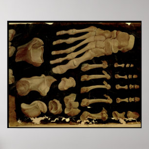Póster Anatomical drawing of the bones of the foot