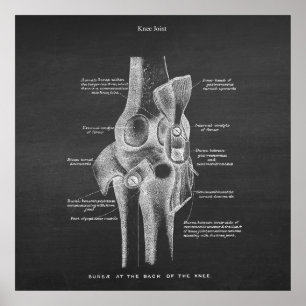 Poster Anatomy Art no. 5 Knee Joint