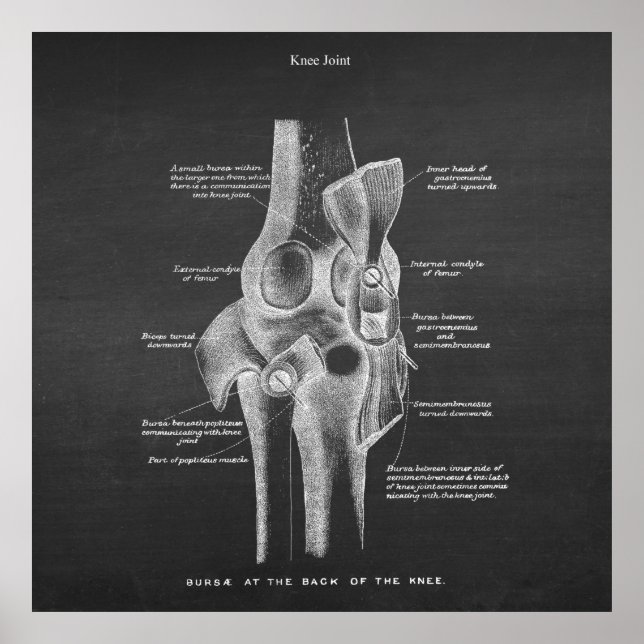 Poster Anatomy Art no. 5 Knee Joint (Frente)