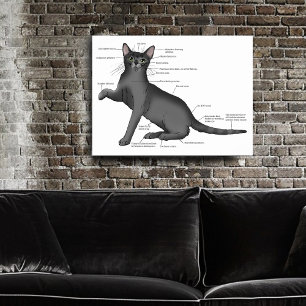 Poster Anatomy of a Cat