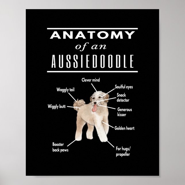 Poster Anatomy of An Aussiedoodle Dog (Frente)