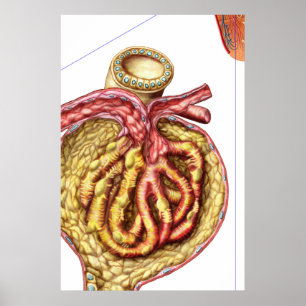 Poster Anatomy Of Bowman'S Glomerular Capsule