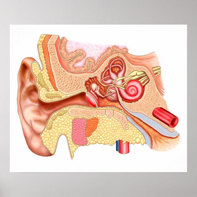 Poster Anatomy Of Human Ear (Frente)