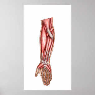 Poster Anatomy Of Human Forearm Muscles 2