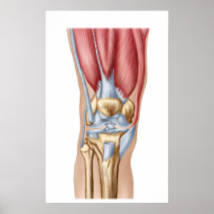 Póster Anatomy Of Human Knee Joint