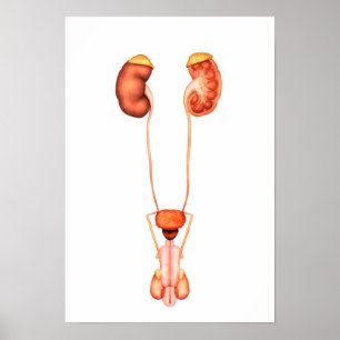 Poster Anatomy Of Human Male Urinary System, Front View