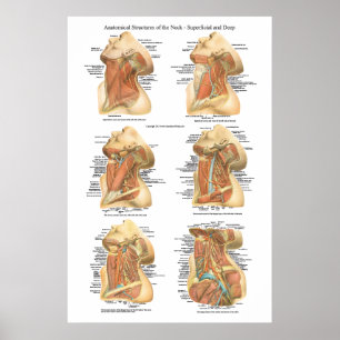 Póster Anatomy of the Neck Chart Superficial & Deep Layer
