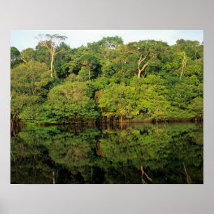 Póster Anavilhanas, Amazonas, Brasil. Rio da floresta tro