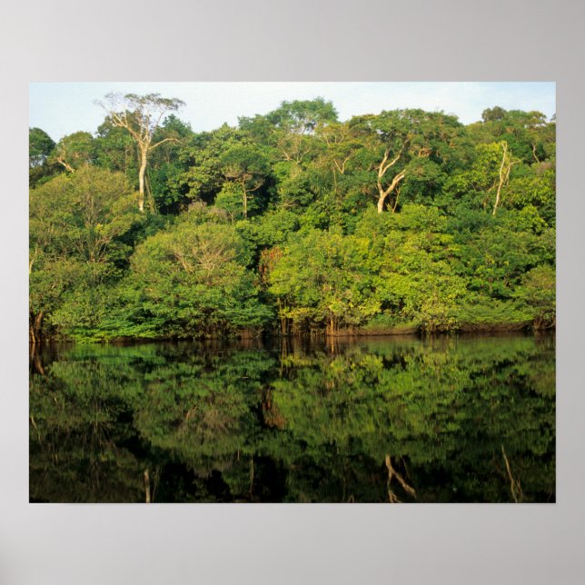 Póster Anavilhanas, Amazonas, Brasil. Rio da floresta tro (Frente)