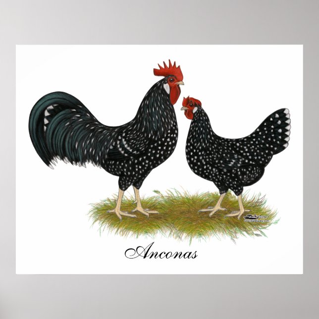 Póster Ancona Chickens (Frente)