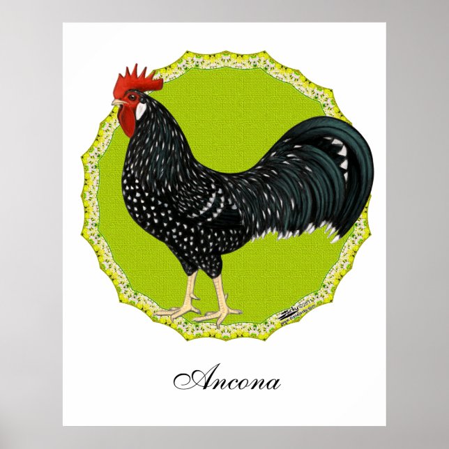 Poster Ancona Rooster (Frente)