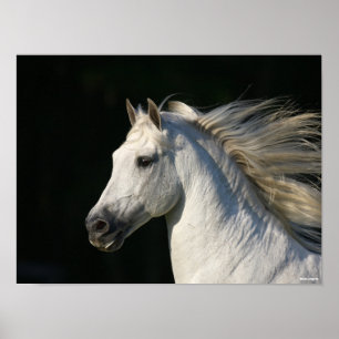 Poster Andaluciano Stallion Headshot Mane Fluindo