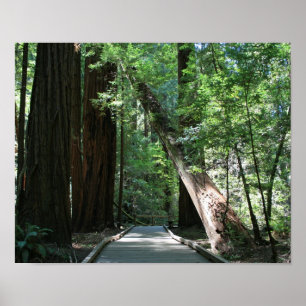 Poster "Andando entre Giants", madeiras de Muir