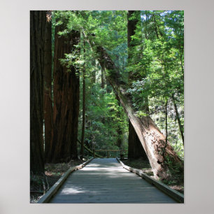 Poster "Andando entre Giants", madeiras de Muir