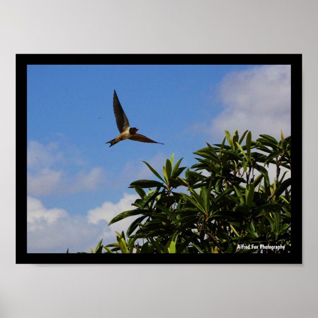 Poster Andorinha-das-ceuves Asas Abertas (Frente)