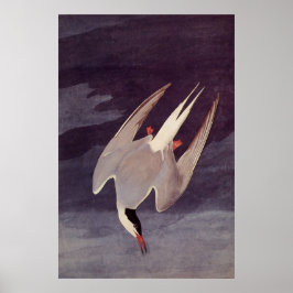 Poster Andorinha-do-ártico por John James Audubon, Aves A