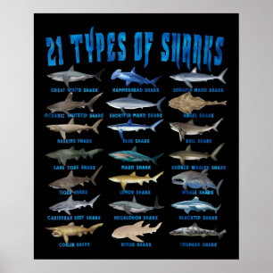 Poster Anéis De Tubarões 21 Tipos De Tubarões