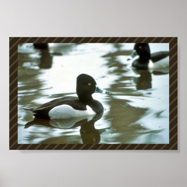 Poster Anel Colado (Frente)