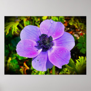 Poster Anemona,