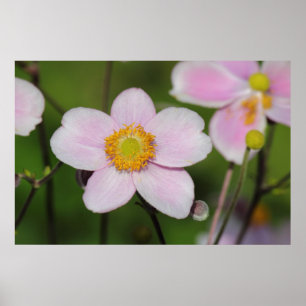 Póster Anêmona cor-de-rosa